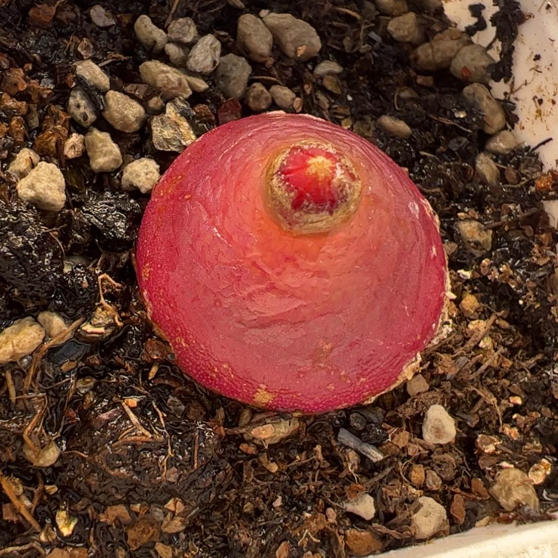  092多肉植物百科