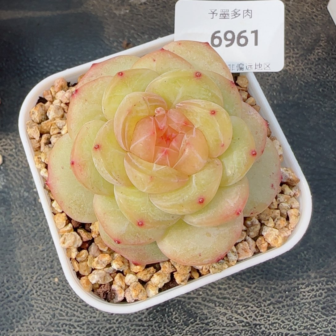 白雪珍妮，6961多肉植物
