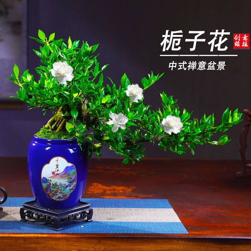 青玉栀子花新款高颜值茶几盆栽净化空气四季好养盆景绿植