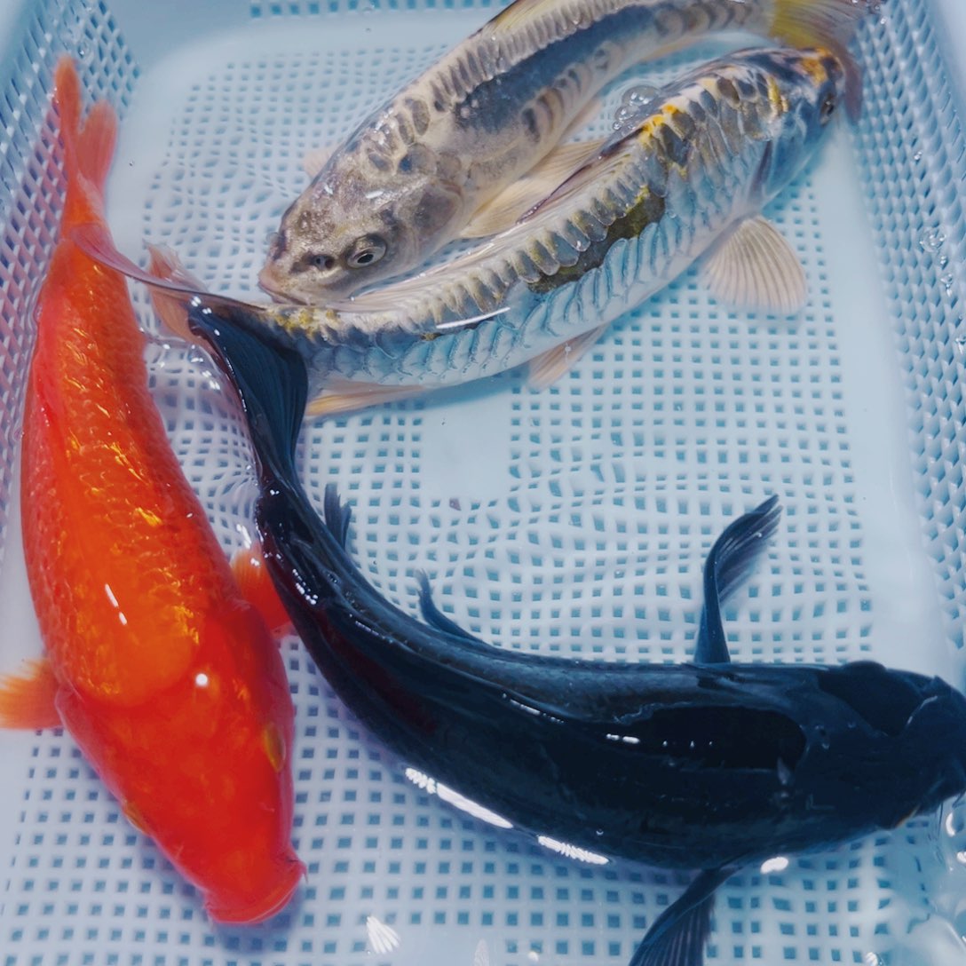 海水鱼锦鲤冷水142