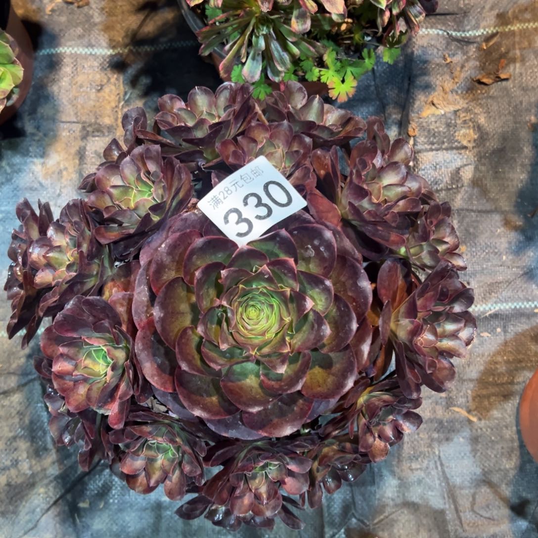 我是真的很喜欢这个