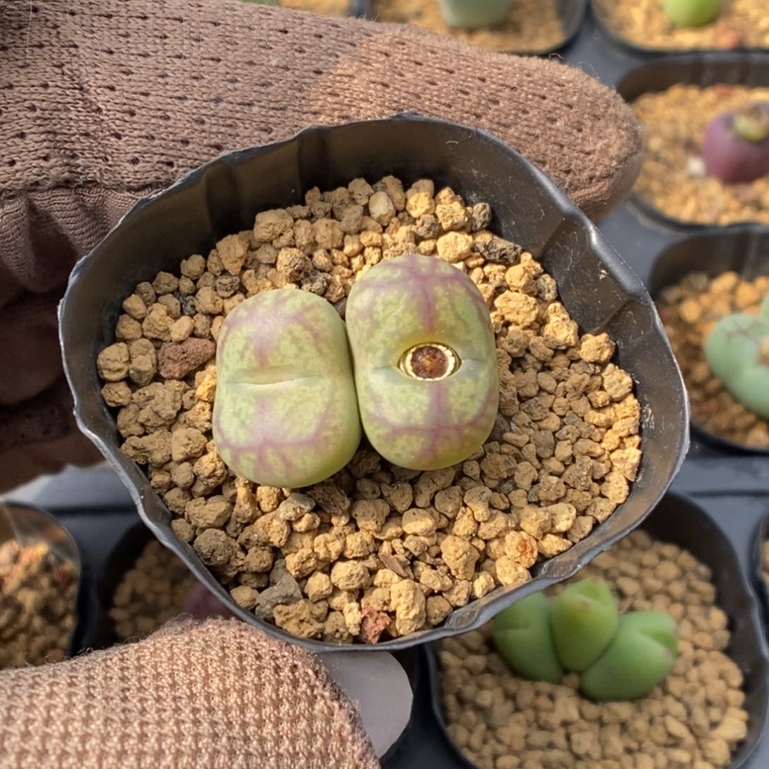 多肉植物肉锥杂交K-622