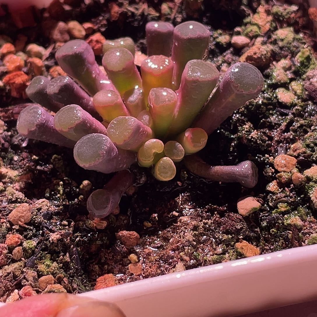 朱***利菊晃玉特价一颗一