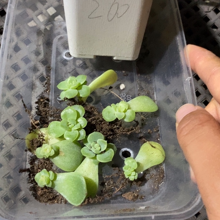 珍妮z260芽苗一个多肉尾货