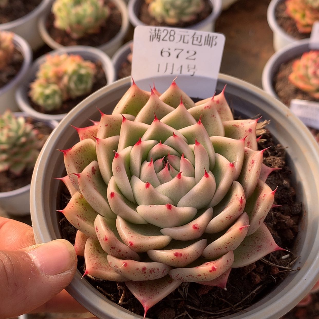 【闪购商品】云6742