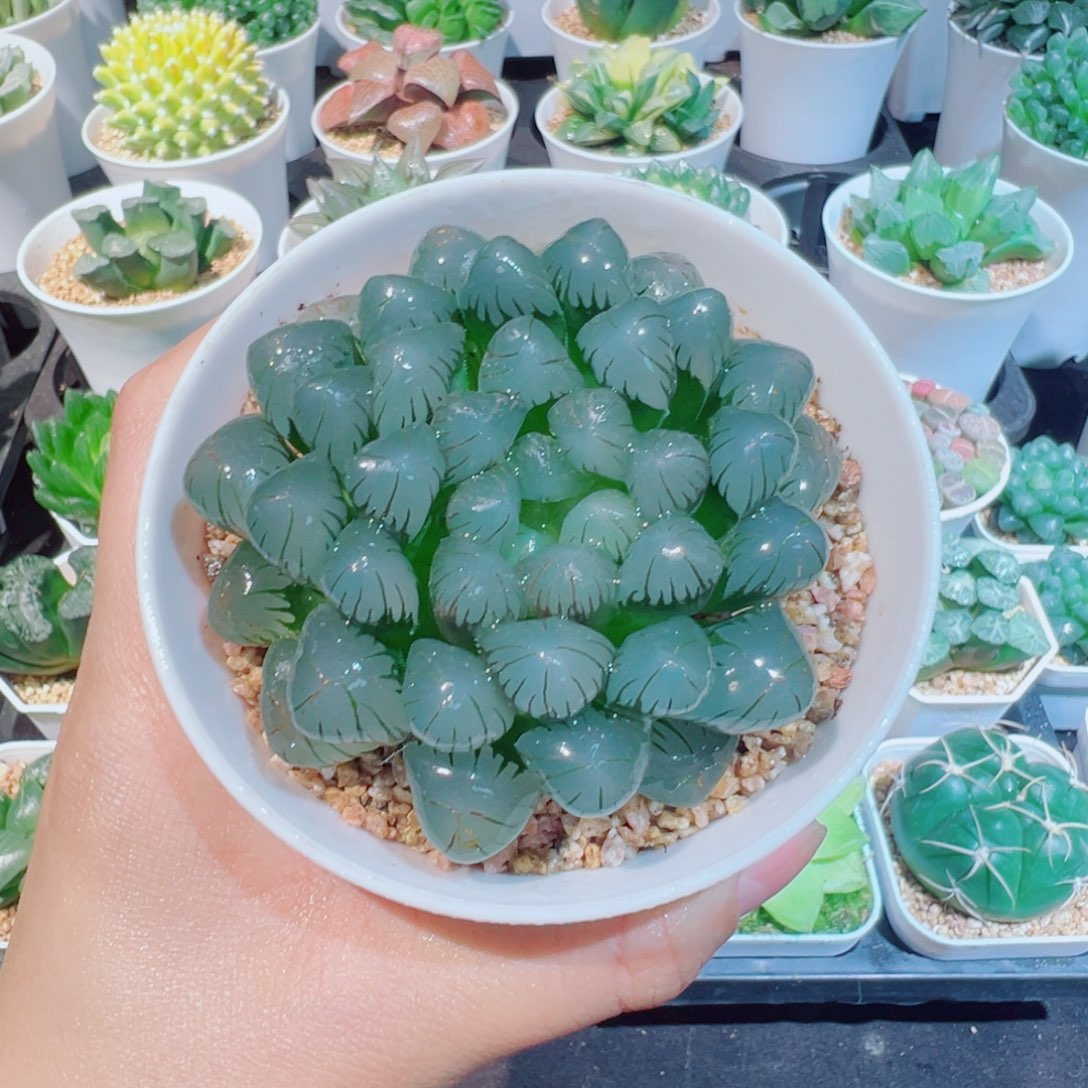 潘氏母本冰灯8899