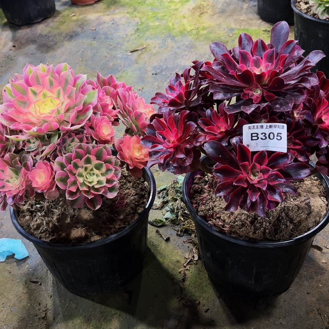 多肉植物305粉女巫，美杜莎