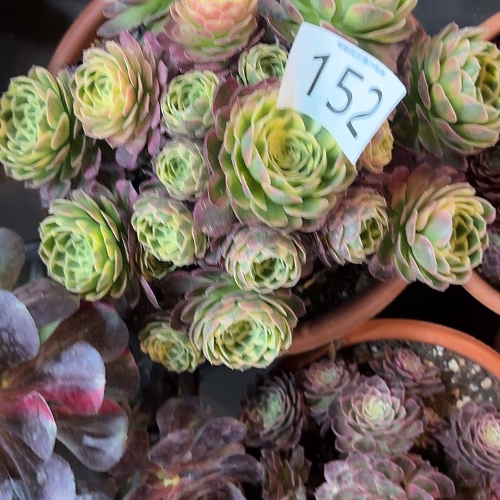 多肉植物福利152