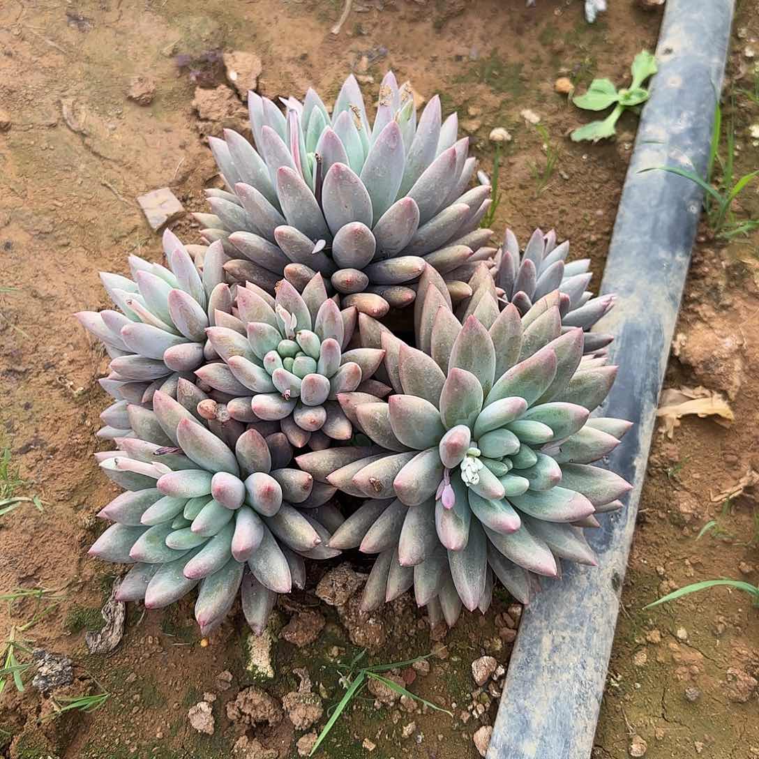 陈*力多肉植物美人系列