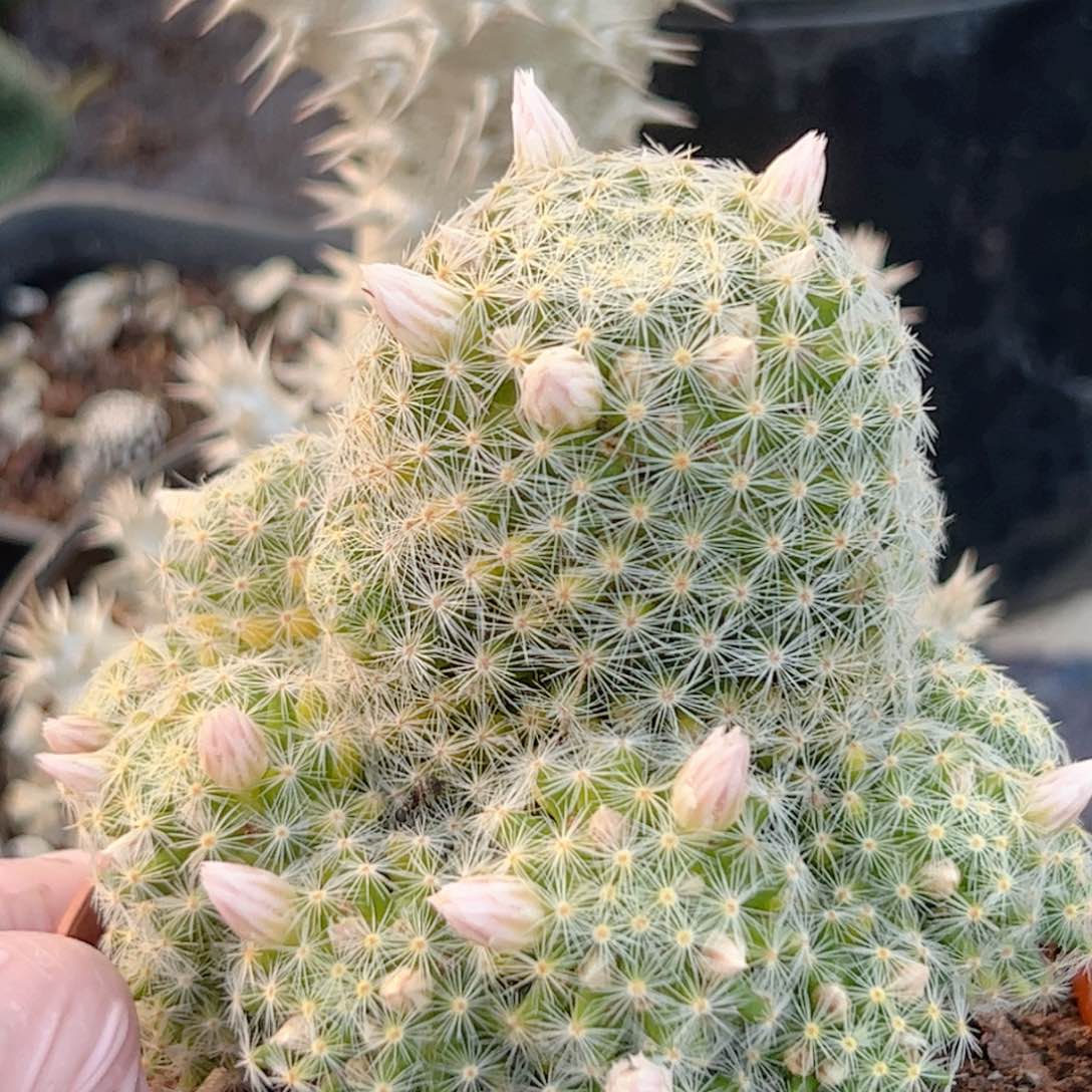 实生 吉赛尔锦仙人球