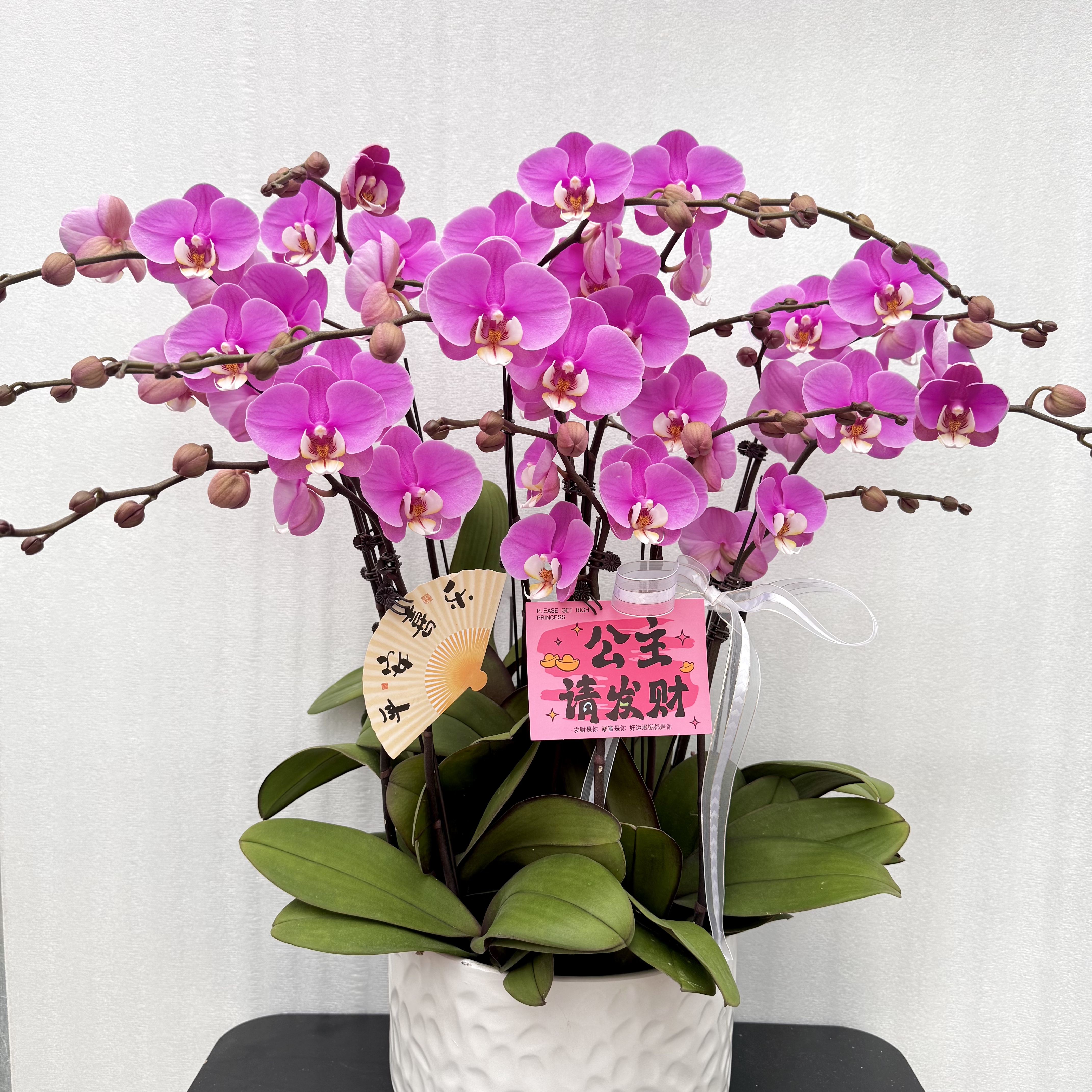 国馨【安娜】蝴蝶兰懒人花 室内花卉 花期长 好养活