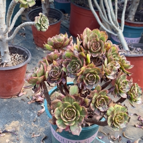 红丝绒041多肉植物