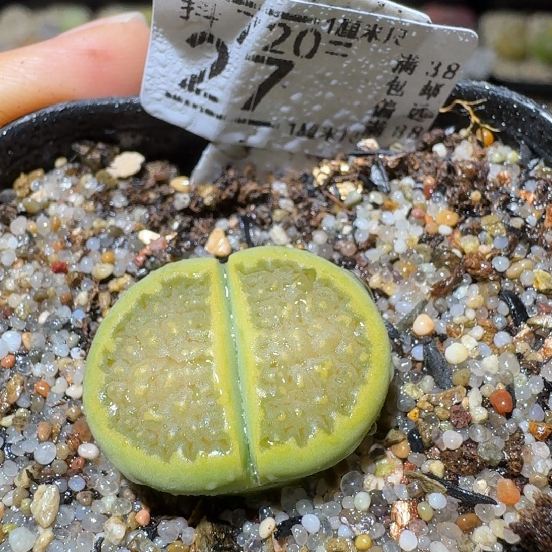 Sss清清货了便宜27