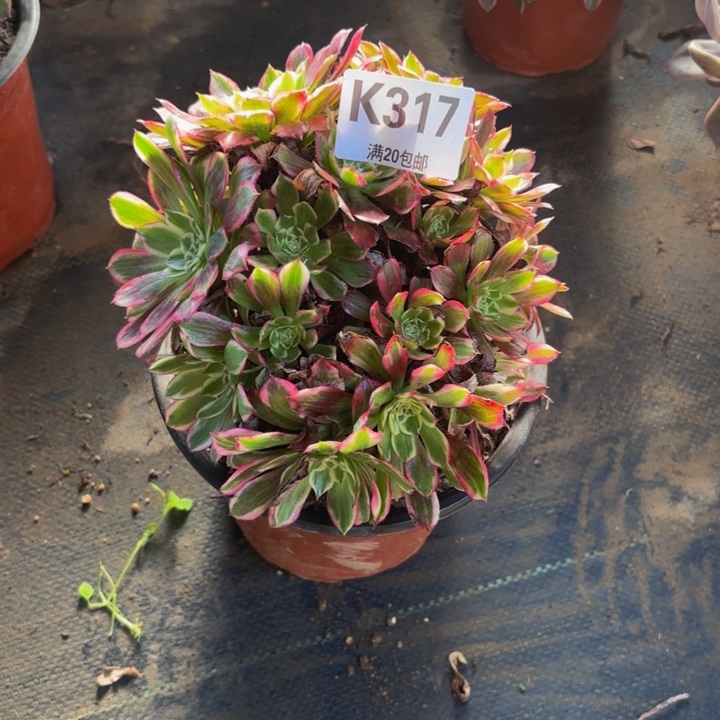 瑞妈，，。。。。。317。天河