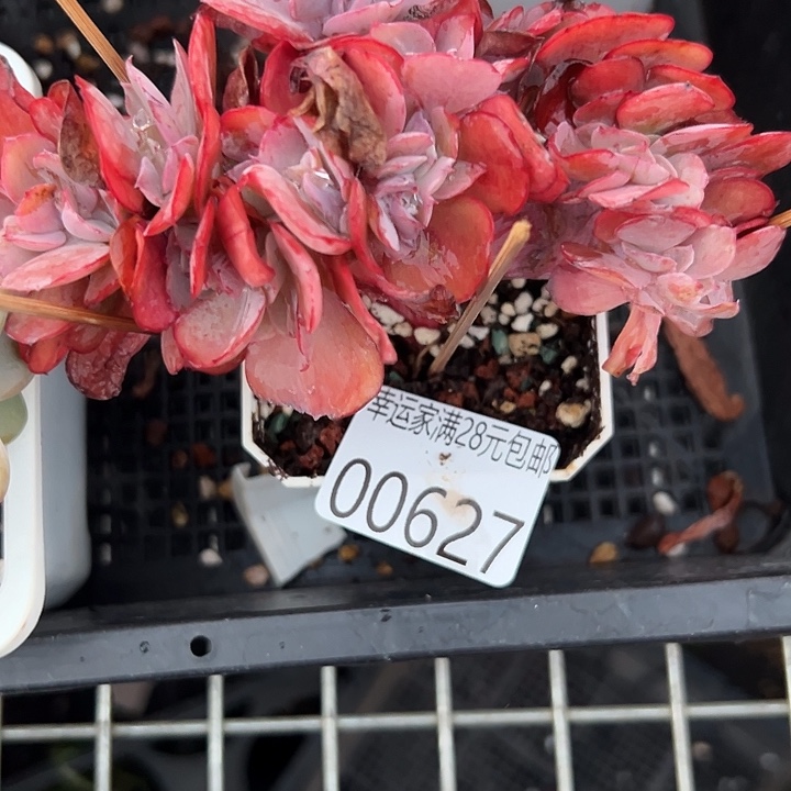 幸运的是我还没遇到过