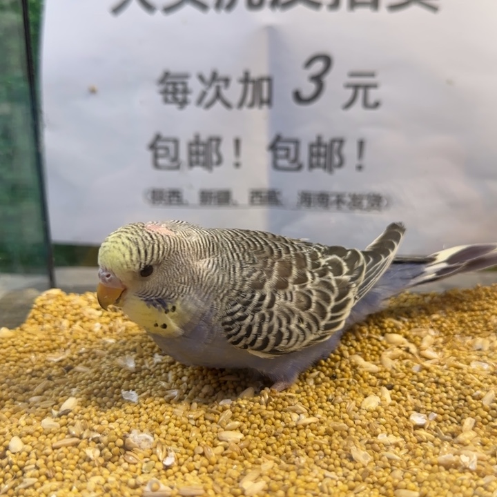 虎皮鹦鹉大头虎皮鹦鹉