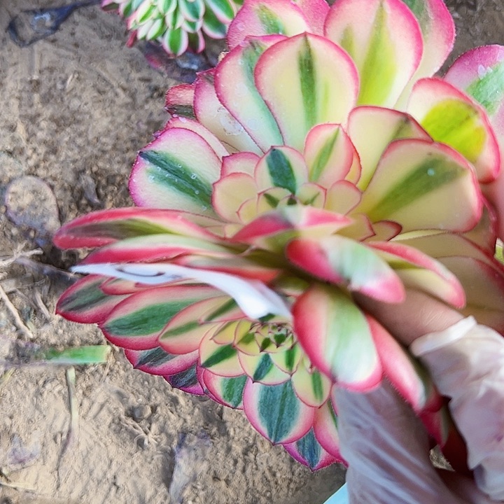 5144荔枝法师法师法师