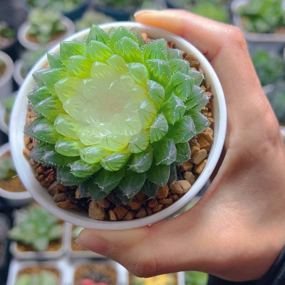 宝莲灯玉露多肉多肉