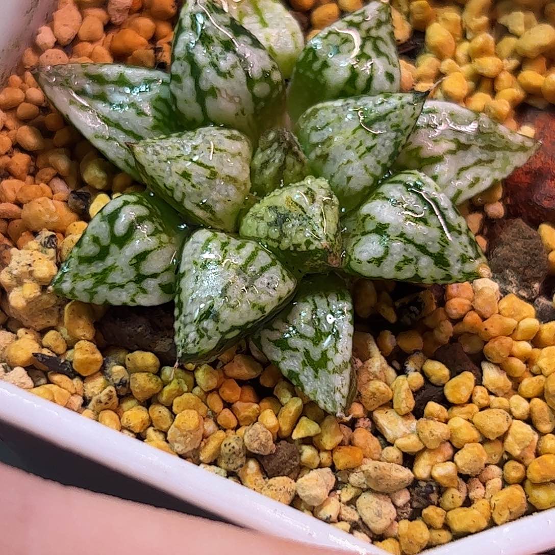 潘多拉魔盒锦十二卷多肉植物