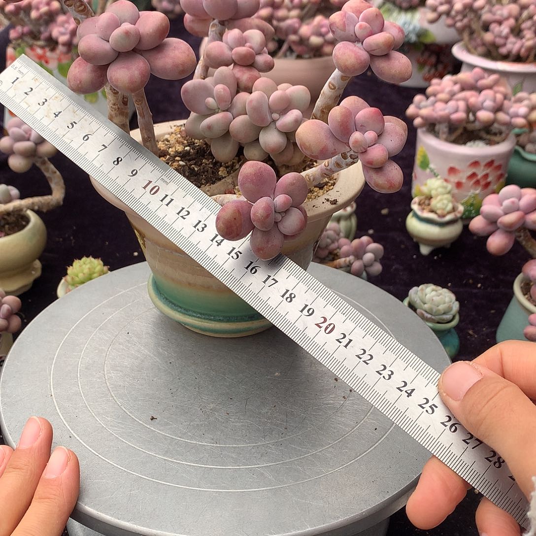 89号不带盆偏远的不包邮的有伤