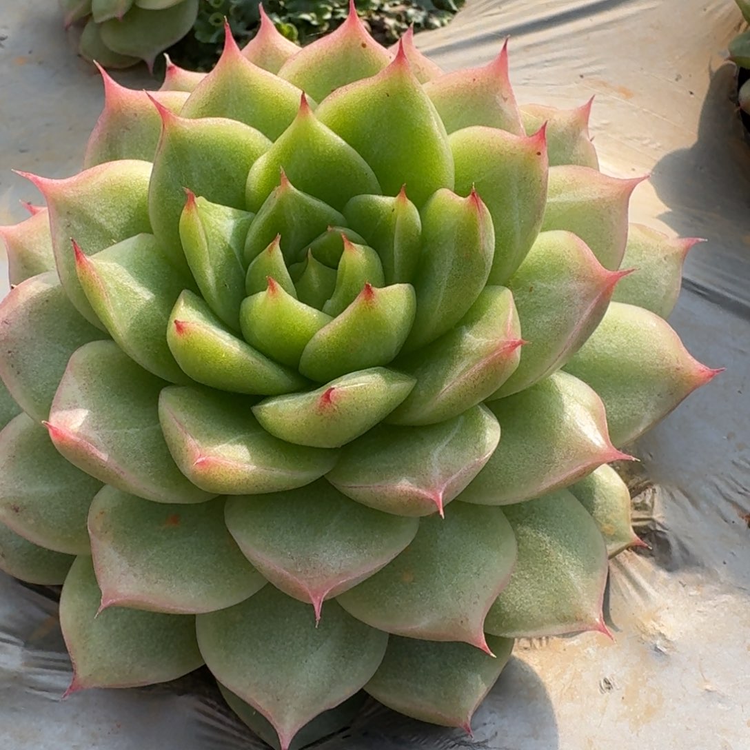 麦秆一颗一物一拍10-81