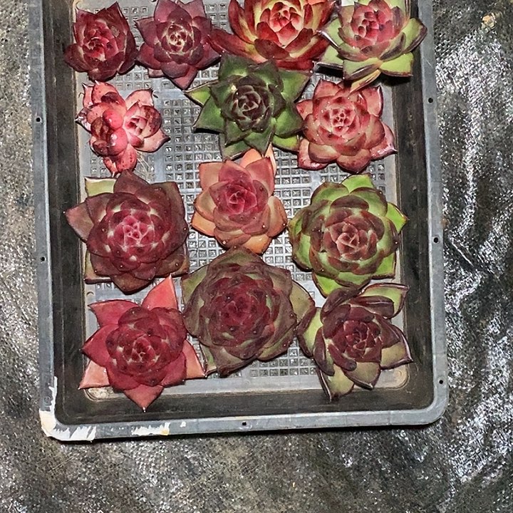 毛***松福利大漏11             