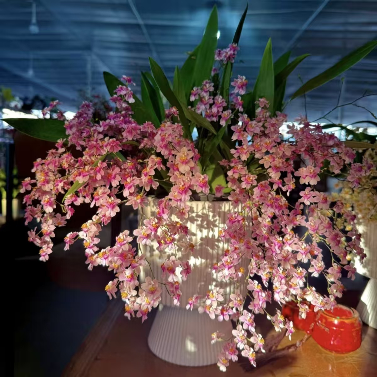 【梦境达人】光宗粉梦香兰 云南鲜花 盆栽