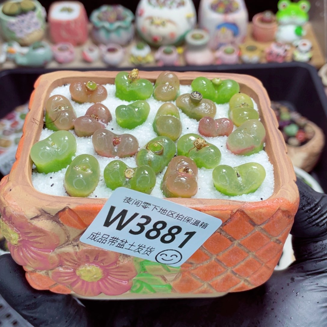 夜间零下地区拍保温箱w3881