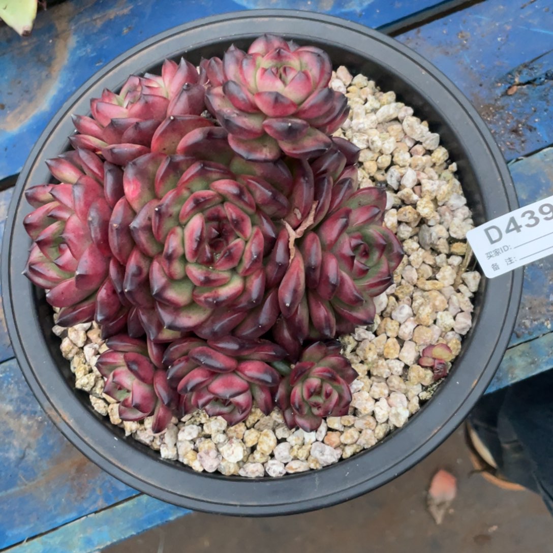 无花朵若如东云组拍D439