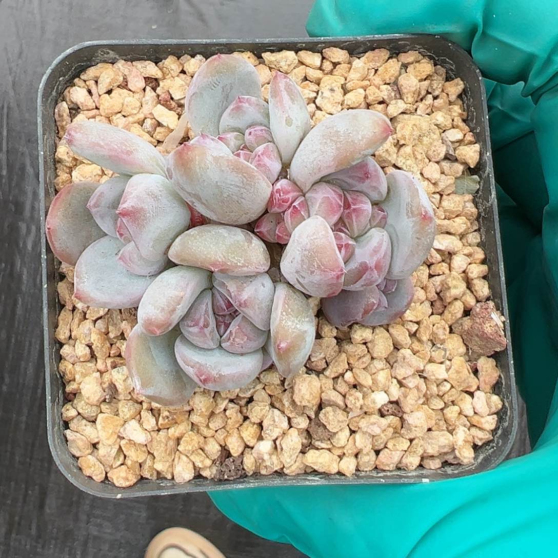 多肉xjvjchvbvbvbbvbhbhhj