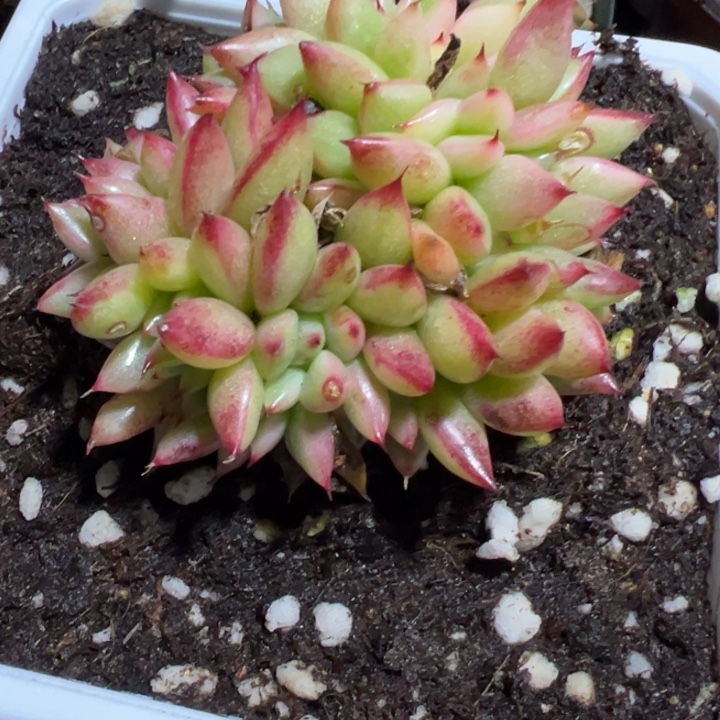 乌木杂锦缀多肉植物46