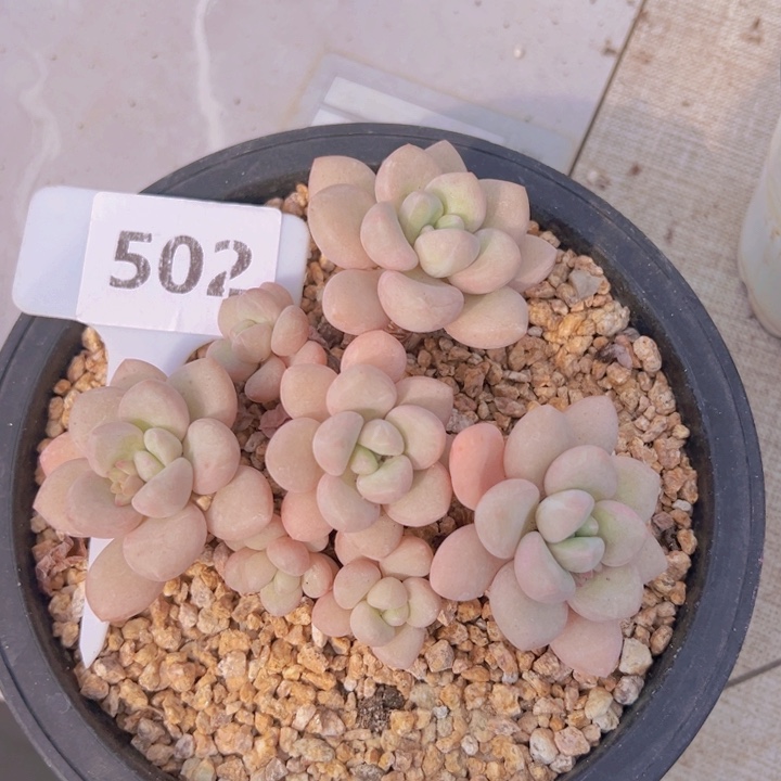 健健康康平平安安