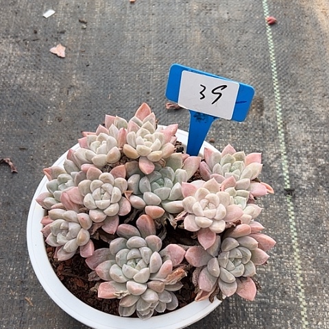 39奶油带盆一个多肉