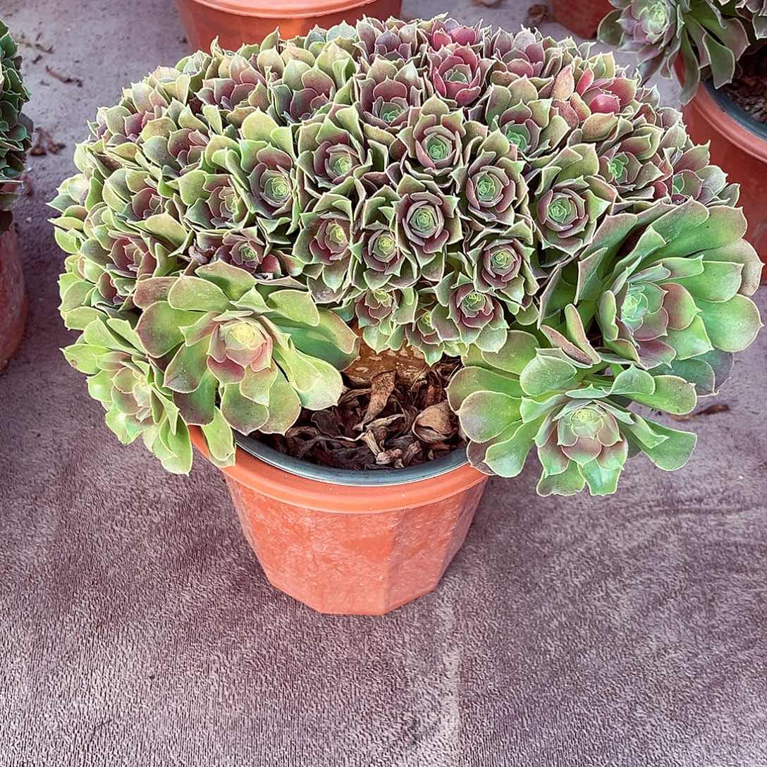 法师多肉哈哈哈哈