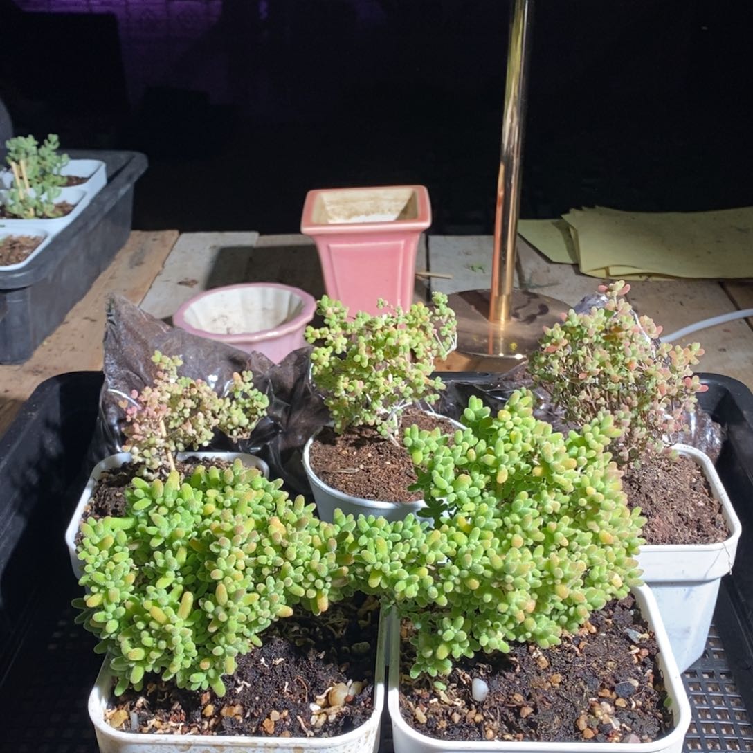 枝干番杏多肉植物792