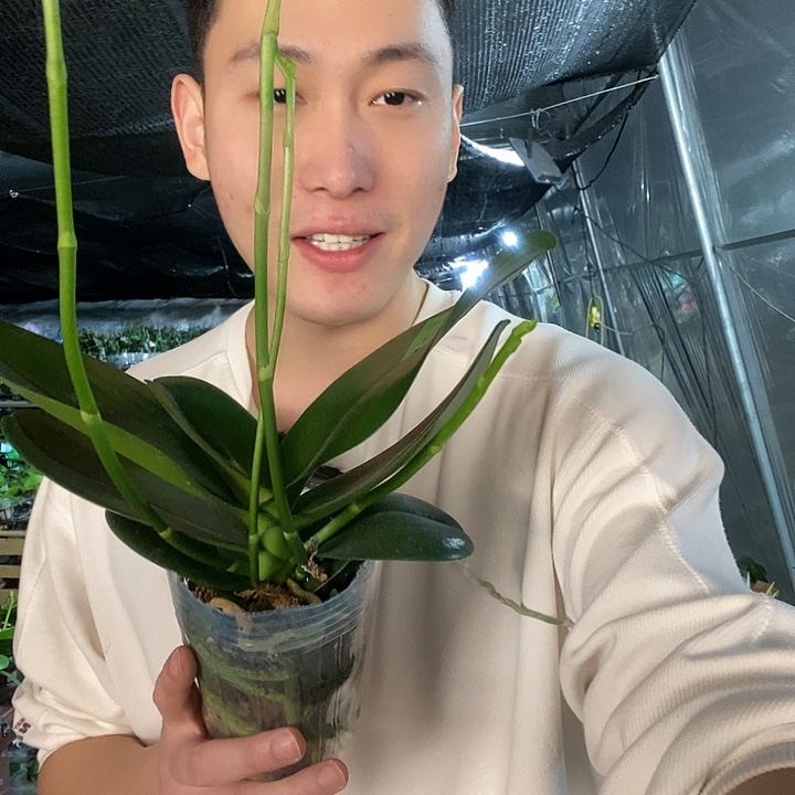 无花朵阿妈4花剑