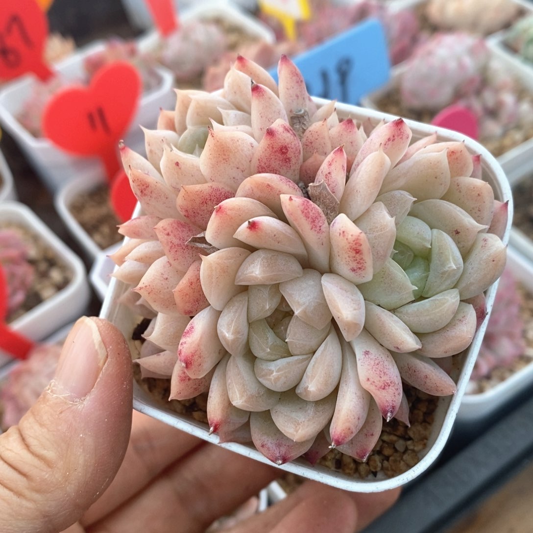 精品多肉一物一拍不包整1