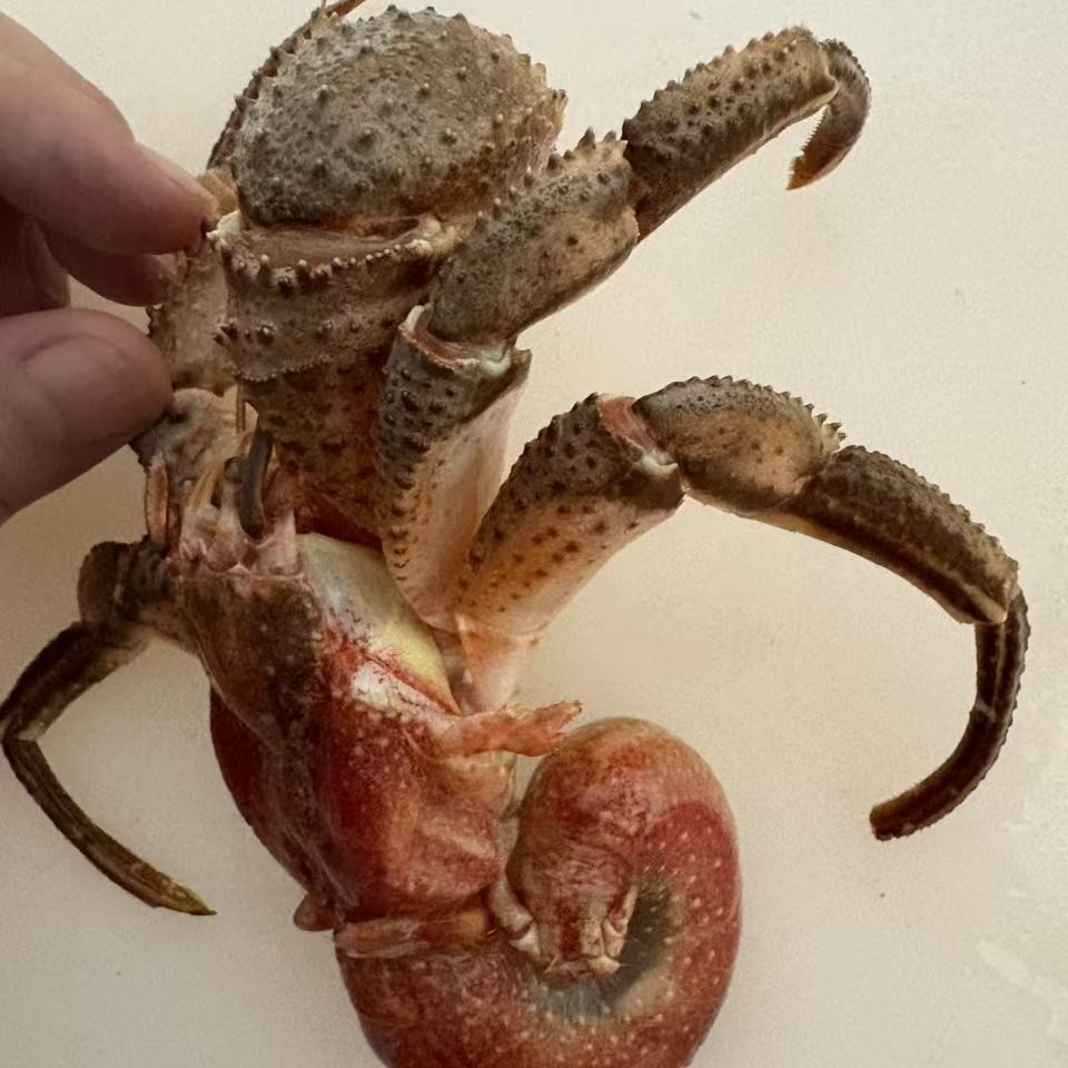 (2斤无壳虾怪)鲜活寄居蟹