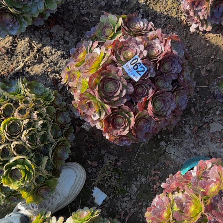 黑魔花29-15包邮花花