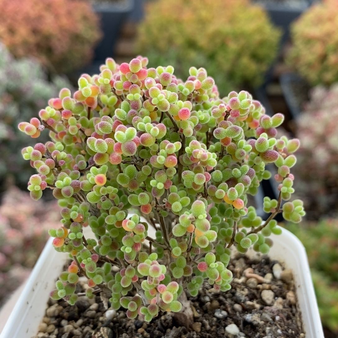 蜜橘糖球6221枝干番杏