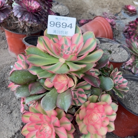 香妃的多肉多肉9694