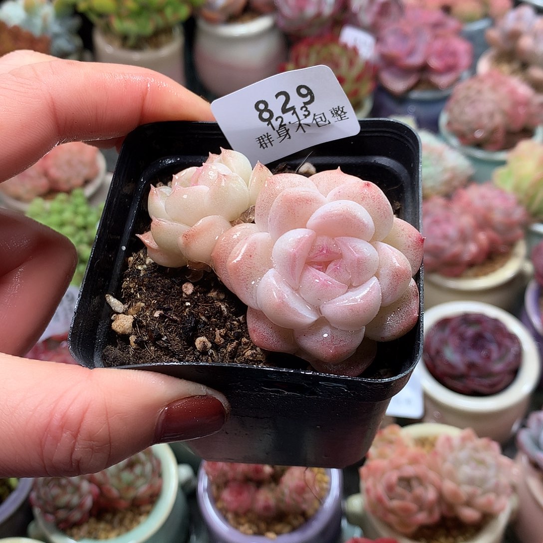 精控拇指盆12.13829