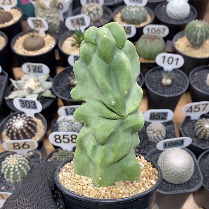 上帝阁105号高度11cm