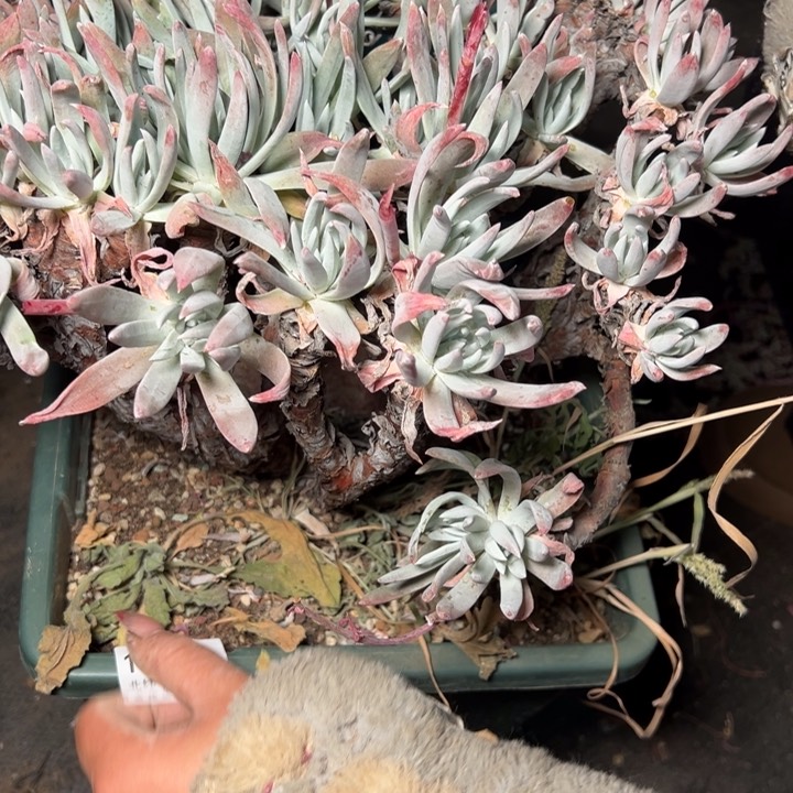 独*1749哈哈哈哈哈哈哈哈