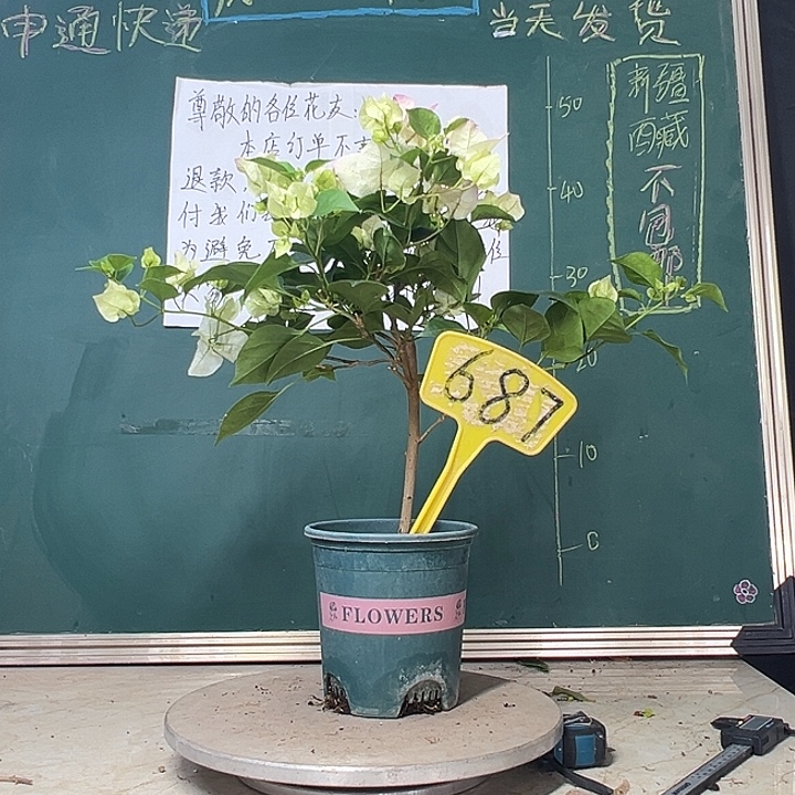当前无花栽培后可以开花福利 绿樱687