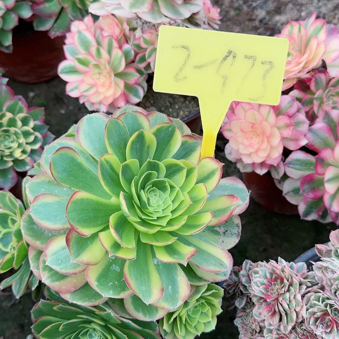 2-473---多头多肉植物