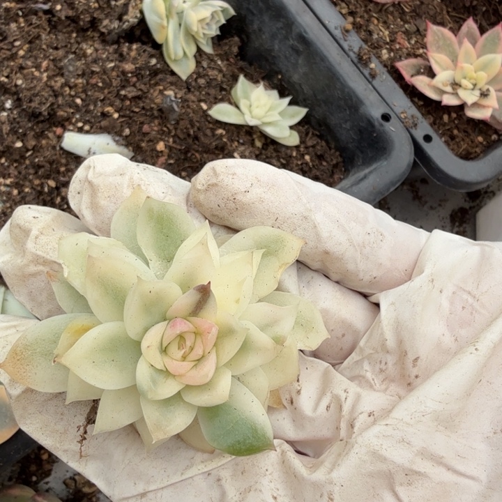 紫薯锦多肉植物一物一拍