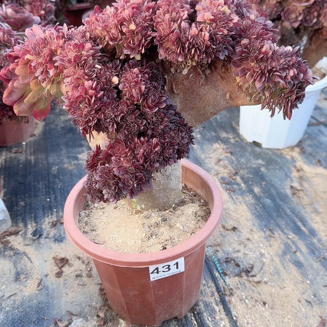 431万缀有伤一颗