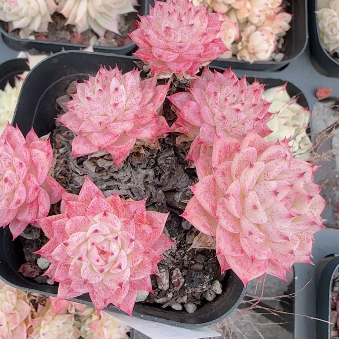 别***羊花语多肉0102-283魔仙散