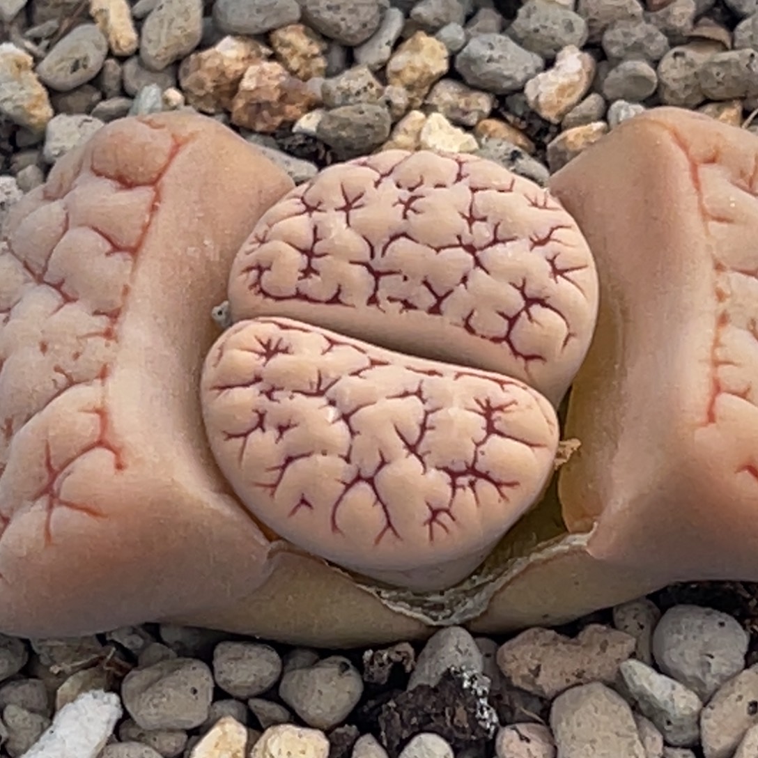 7919红蜜纹蛙哥189一颗